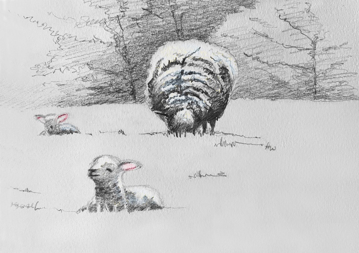 Trio de moutons, 2022 - Helen White