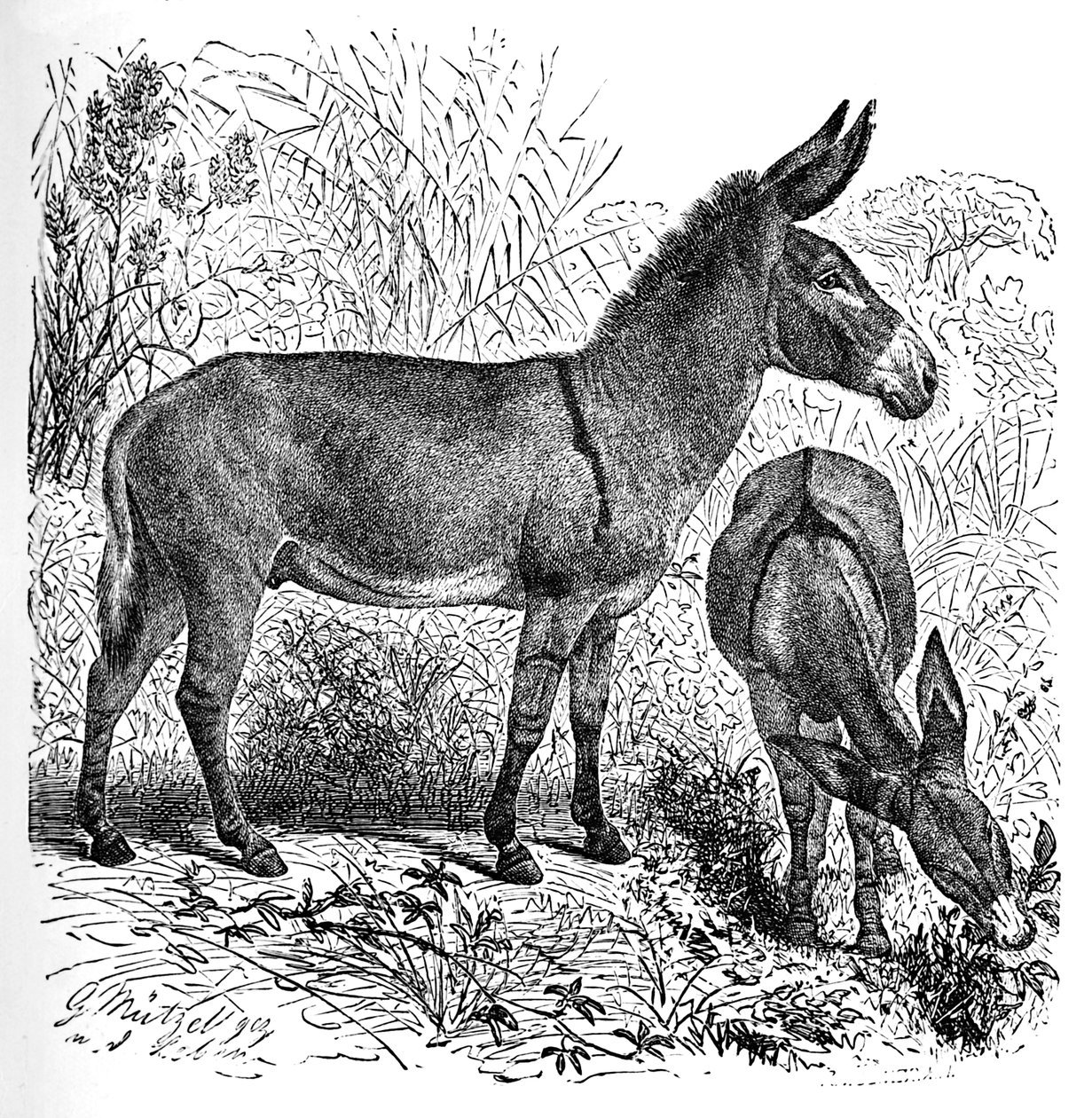 Âne sauvage africain - Helena J. Maguire