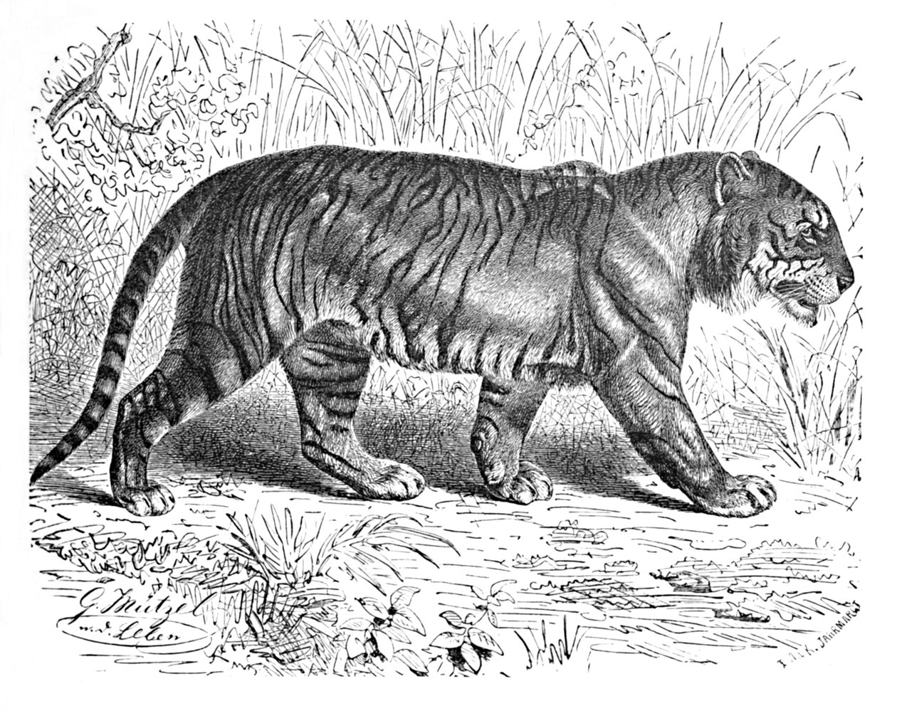 Tigre du Bengale, vers 1900 - Helena J. Maguire