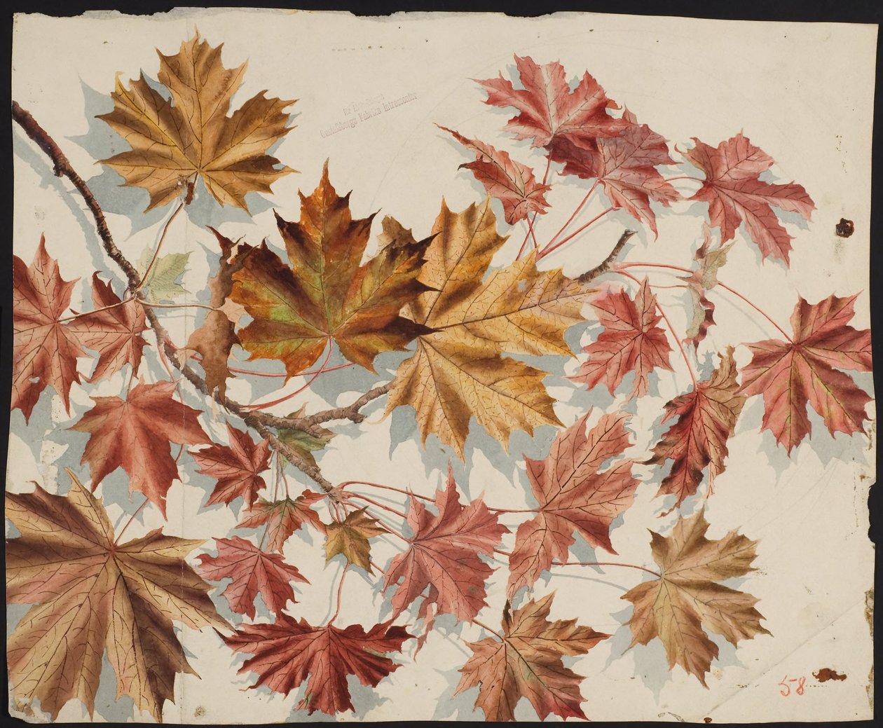 Feuilles d