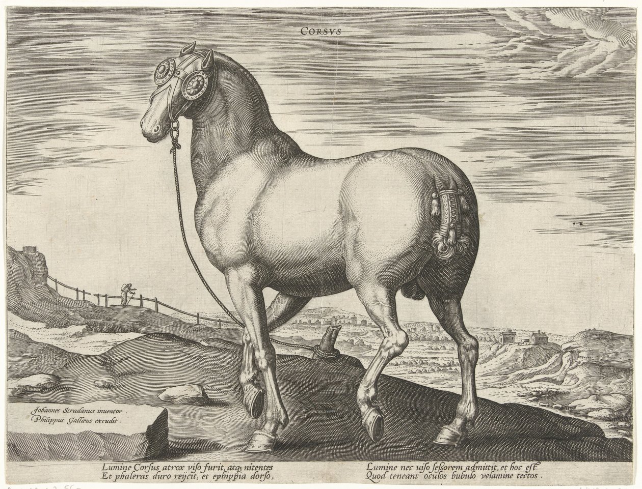 Cheval de Corse - Hendrick Goltzius (possibly)