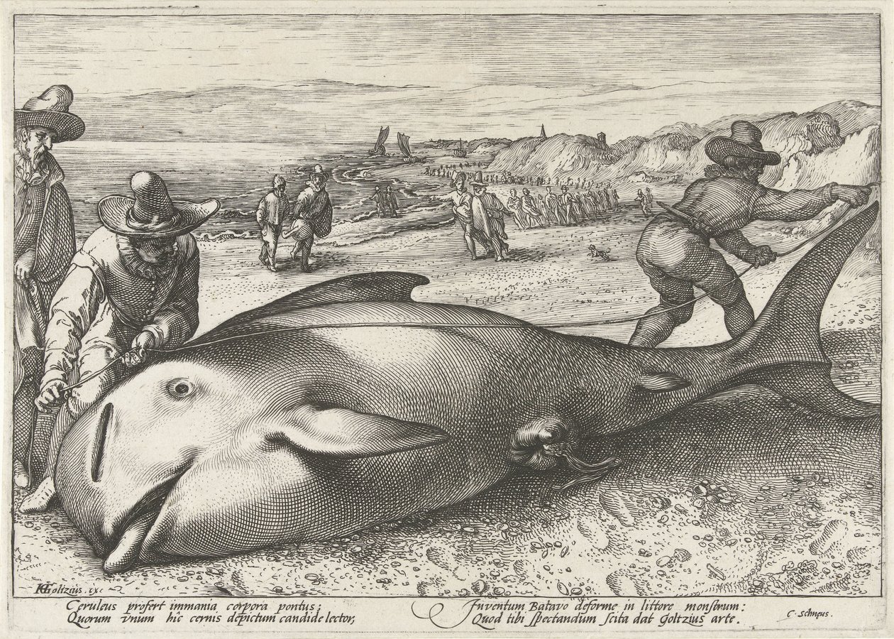 Baleine échouée sur la plage de Zandvoort, 1594 - Hendrick Goltzius (workshop of)