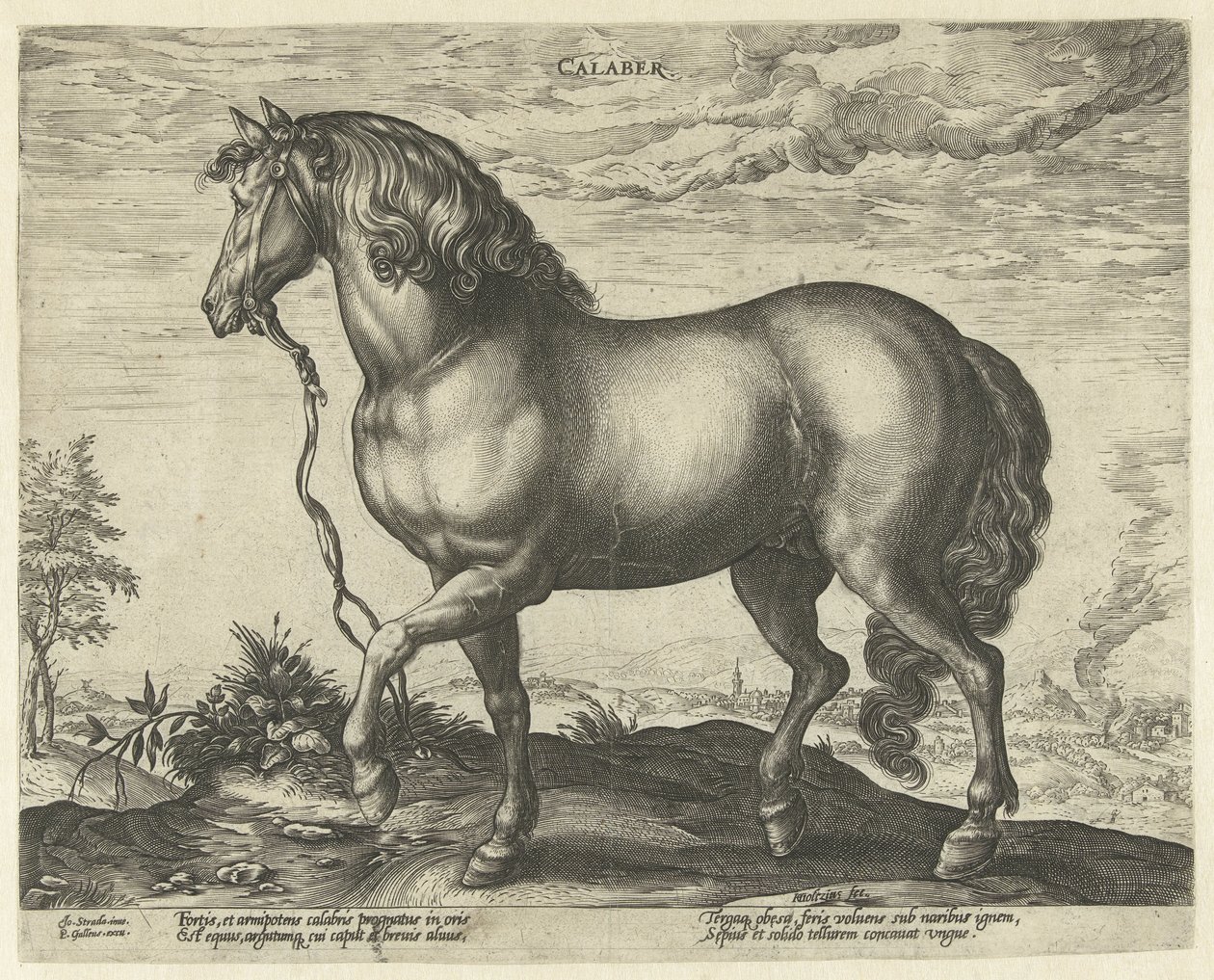 Cheval de Calabre - Hendrick Goltzius