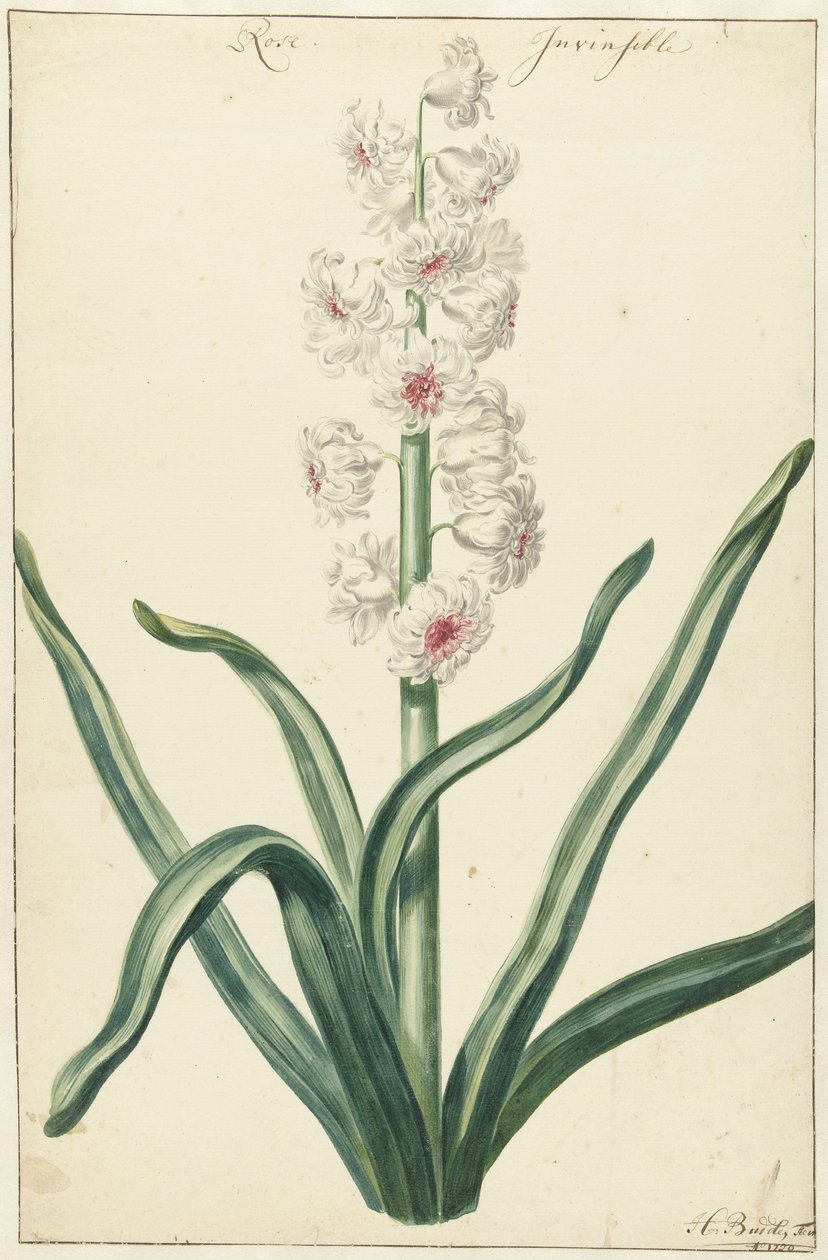 Jacinthe blanche - Hendrik Budde