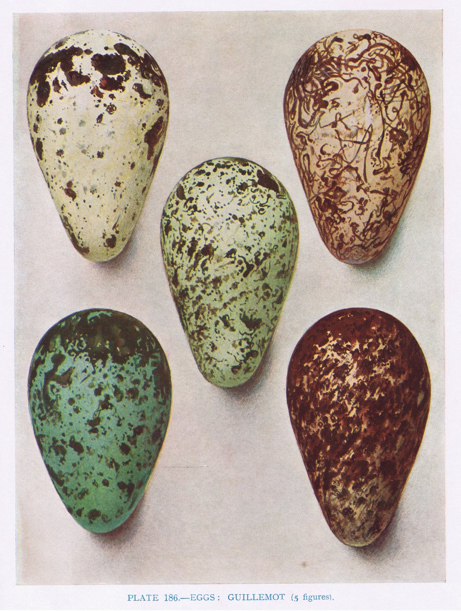 Œufs : Engoulevent : Huppe : etc., illustration de 