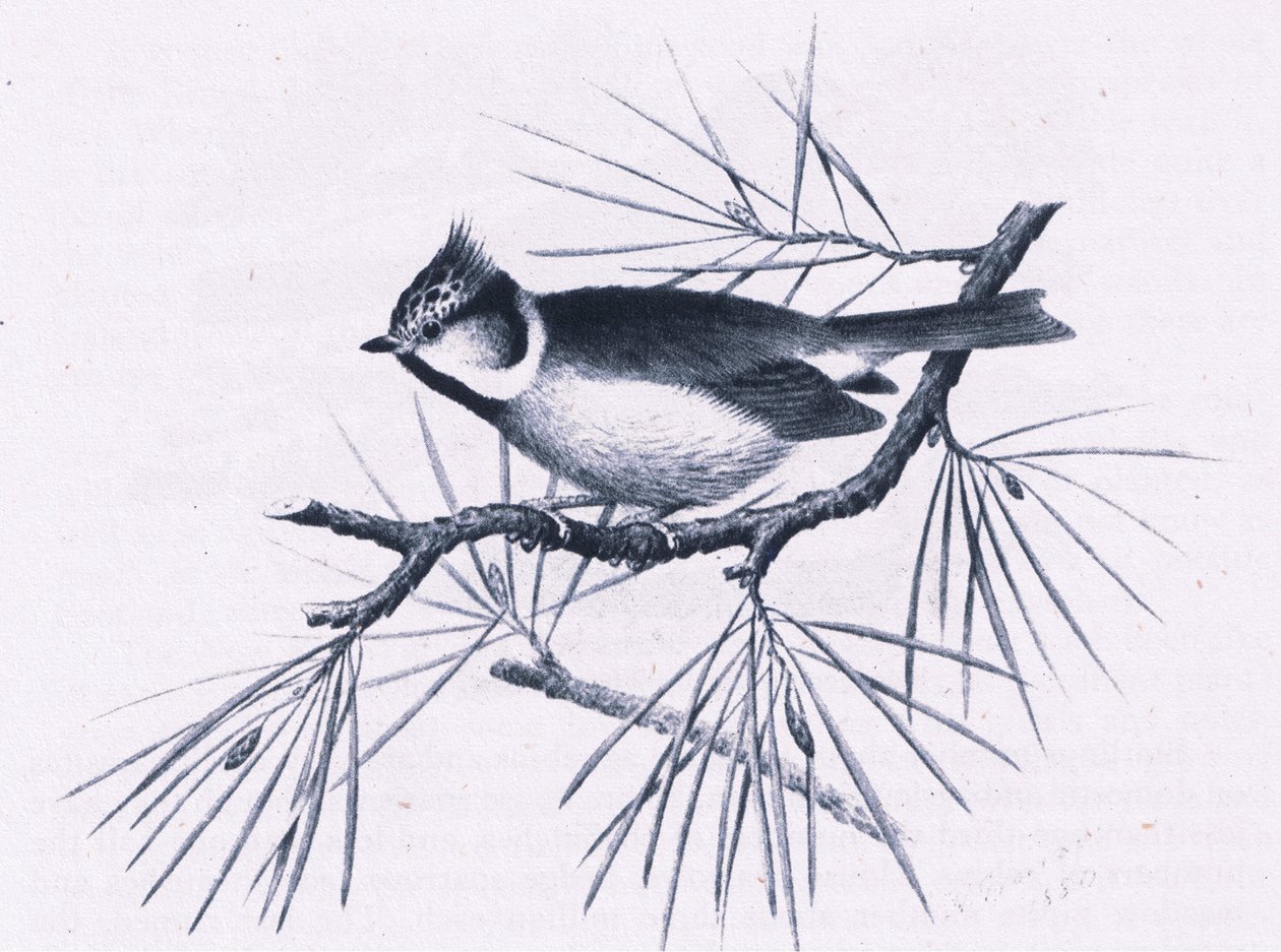 Mésanges huppées écossaises, Nature en Grande-Bretagne publiée par Collins, 1946 - Hendrik Gronvold