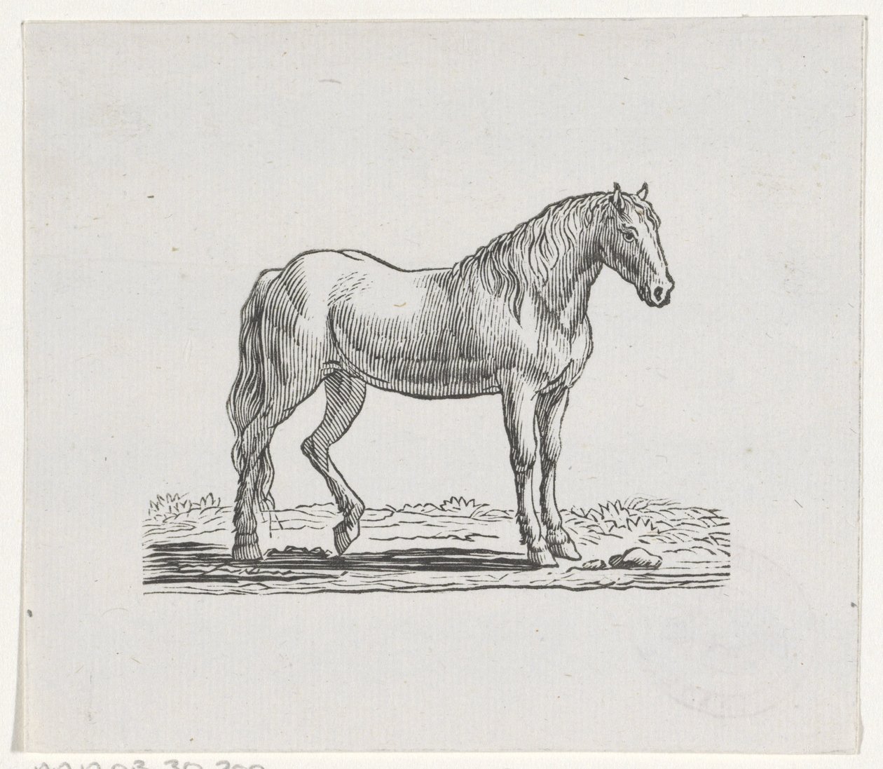 Cheval - Hendrik Numan