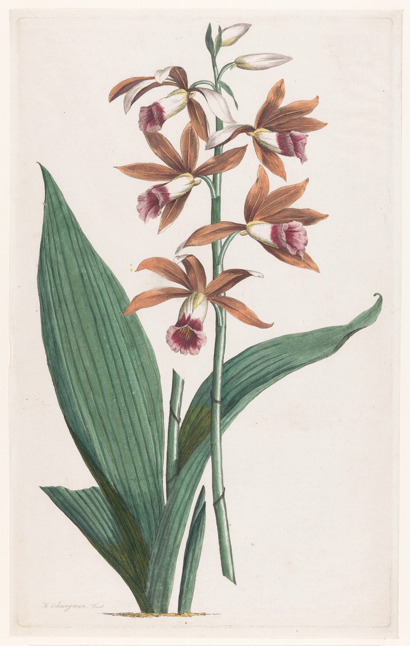 Orchidée des marais - Hendrik Schwegman