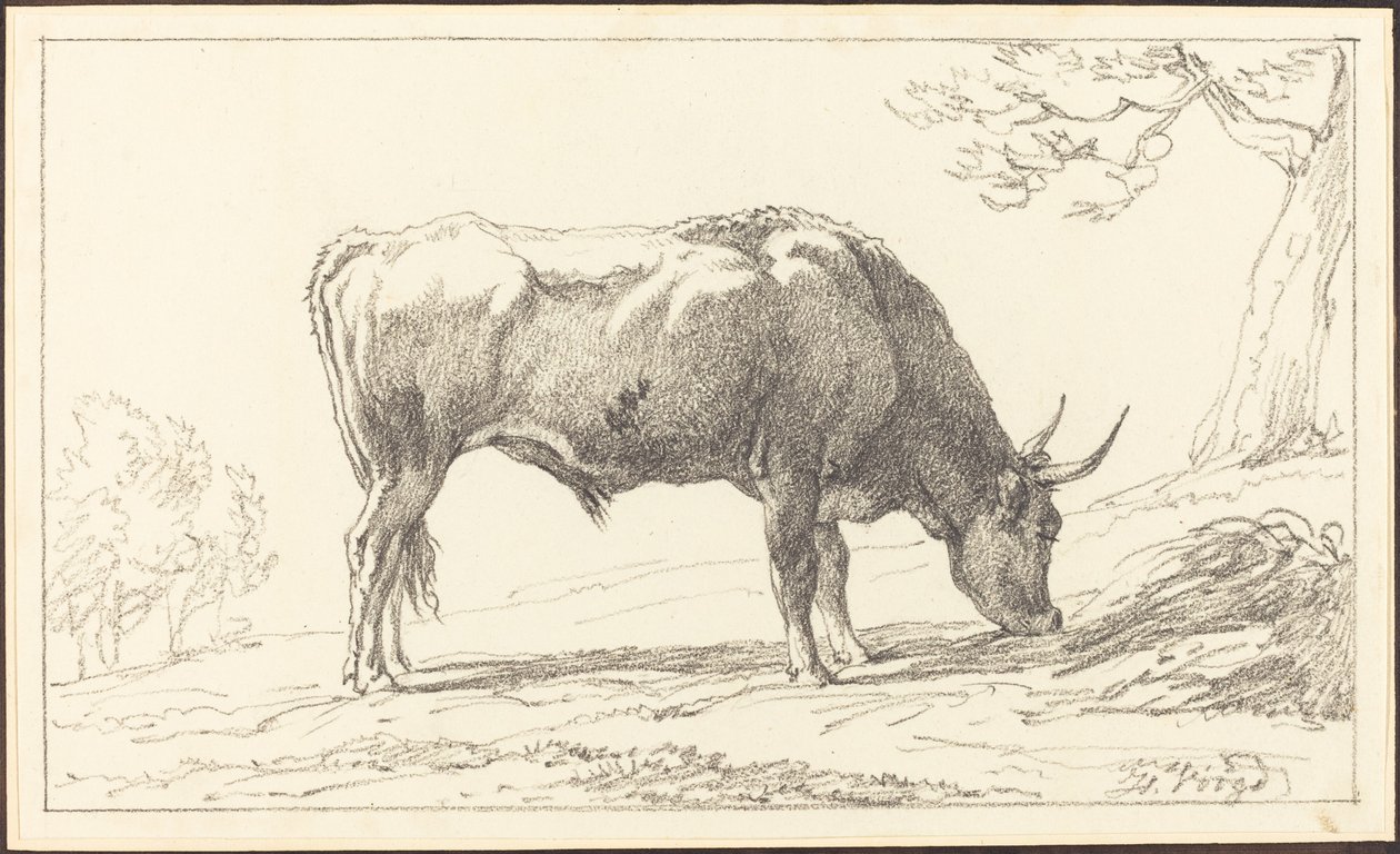 Un jeune taureau broutant - Hendrik Voogd