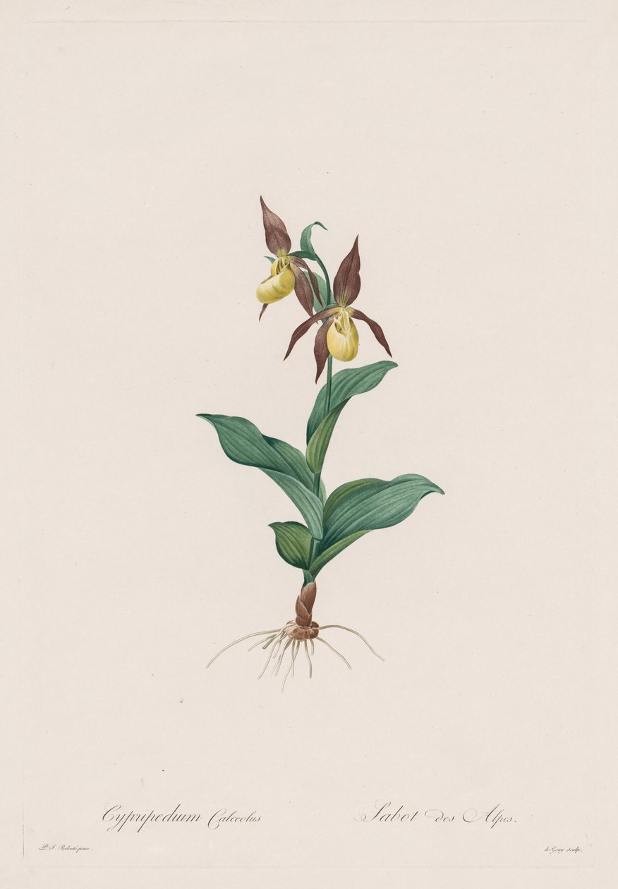 Les Liliacées : Cypripedium calceolus, 1802-1816 - Pierre-Joseph Redouté