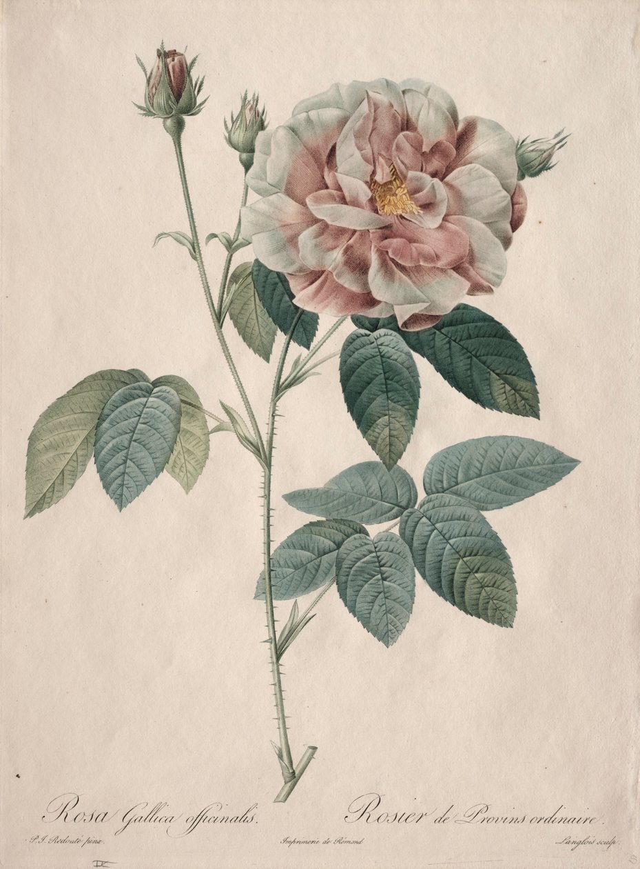 Les Roses: Rosa Gallica, 1817-1824 - Pierre Joseph Redouté
