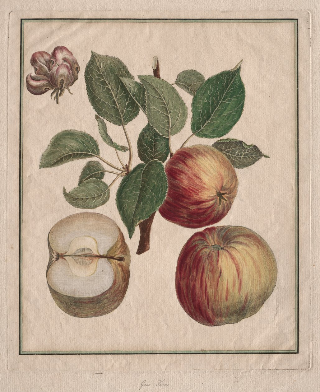 Pomme avec feuille et fleur de fruit - Henri Louis Duhamel du Monceau