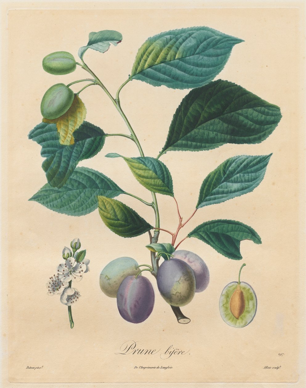 Traité des arbres fruitiers : Prune bifère, 1808-1835 - Henri Louis Duhamel du Monceau