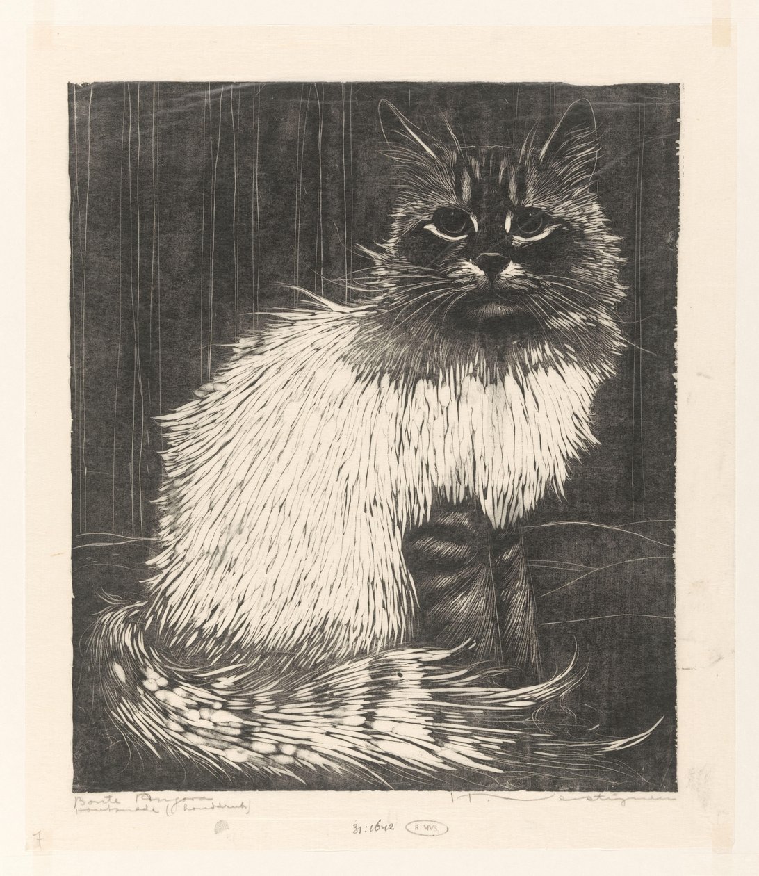 Angora coloré - Henri Verstijnen (signed by artist)