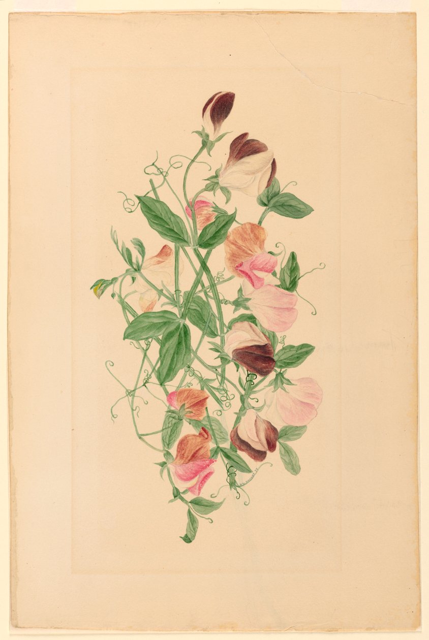 Dessin, pois de senteur, 1875 - Henrietta Benson Homer