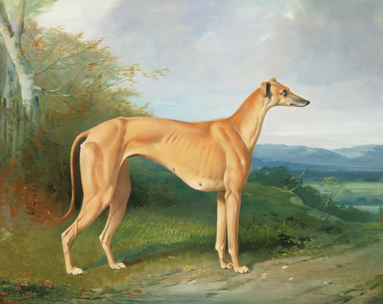 La chienne lévrier Lydia - Henry Barraud