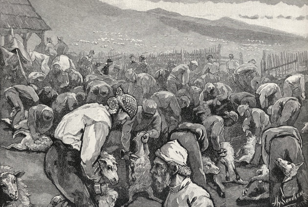 Tonte des moutons en Californie du Sud, de 