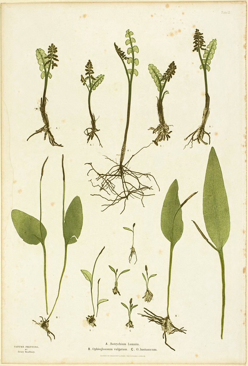 Gravure sur nature des fougères Moonwort et Adder