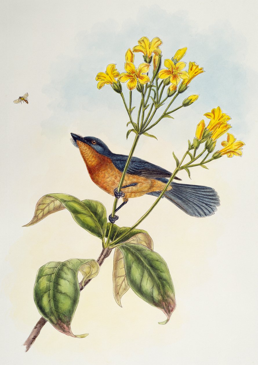 Gobe-mouches à large bec, de Oiseaux d'Asie