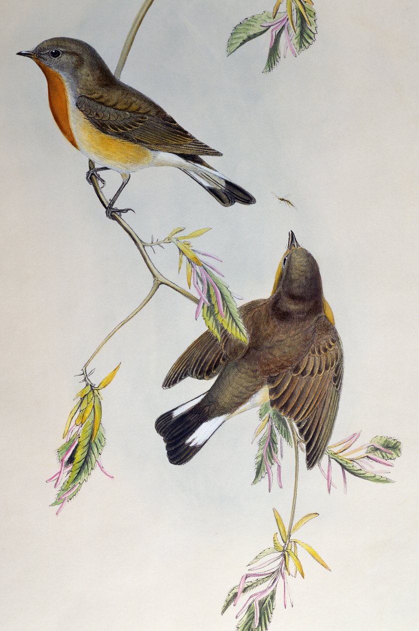Gobemouche nain (Ficedula parva), de Oiseaux de Grande-Bretagne - Henry Constantine Richter