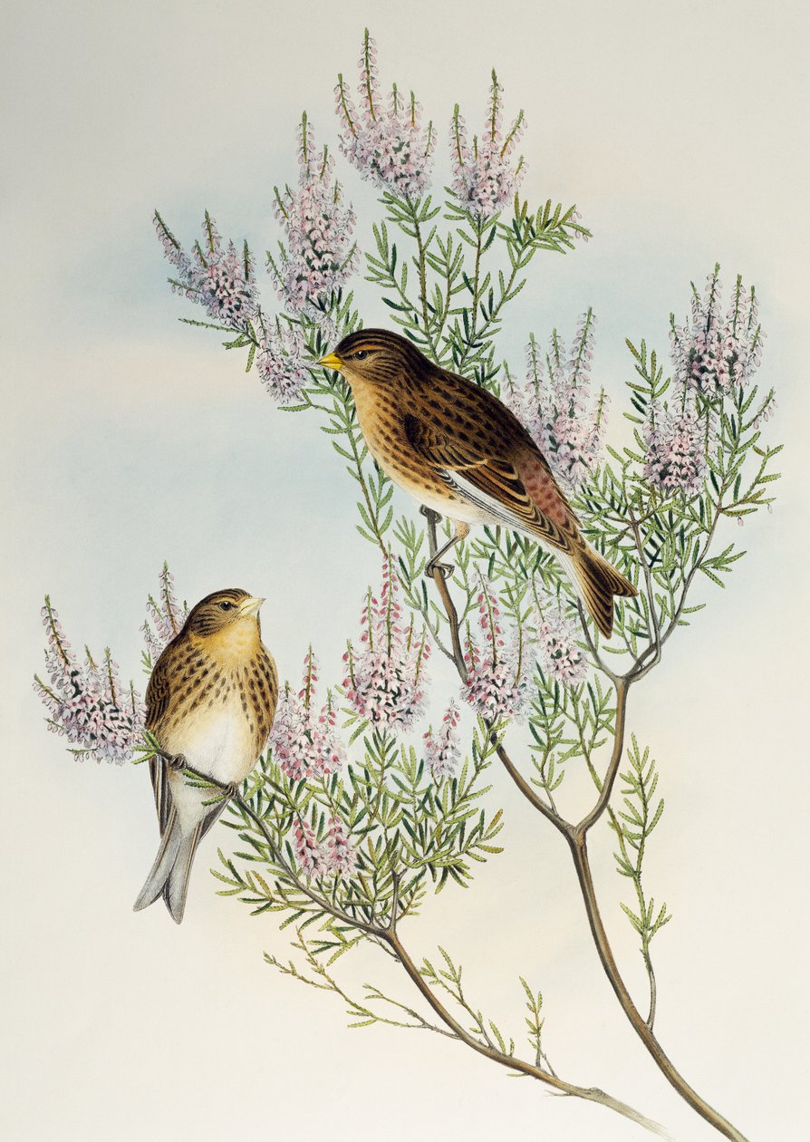 Linotte à bec jaune (Carduelis flavirostris), de Birds of Great Britain - Henry Constantine Richter