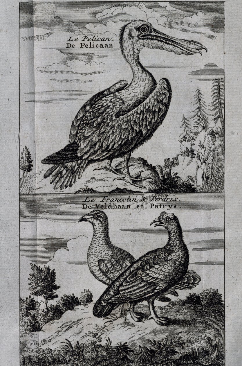 Pélican, Gélinotte des bois et Perdrix, gravure du Voyage fait à la baie d
