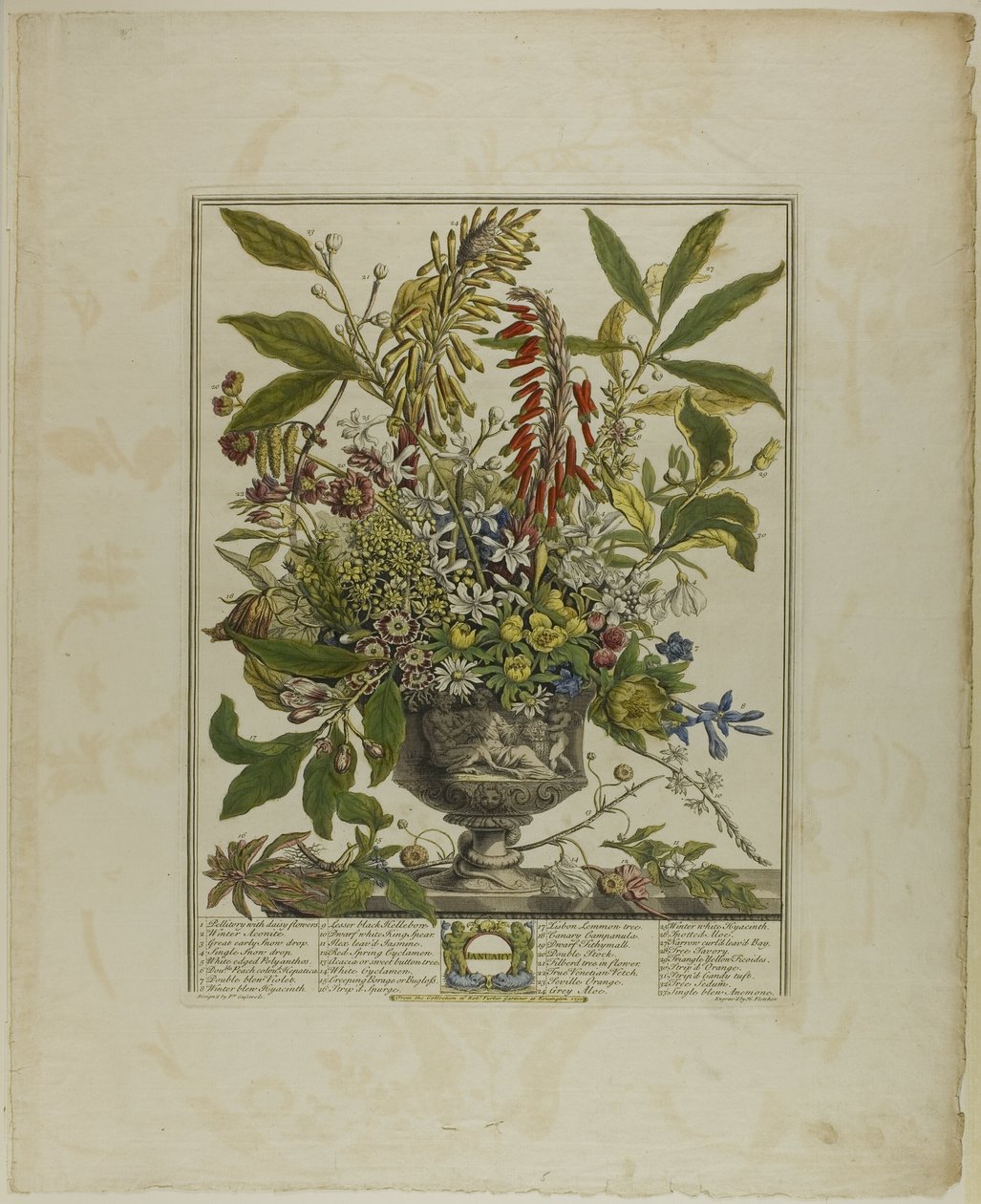 Janvier, des Douze Mois de Fleurs - Henry Fletcher