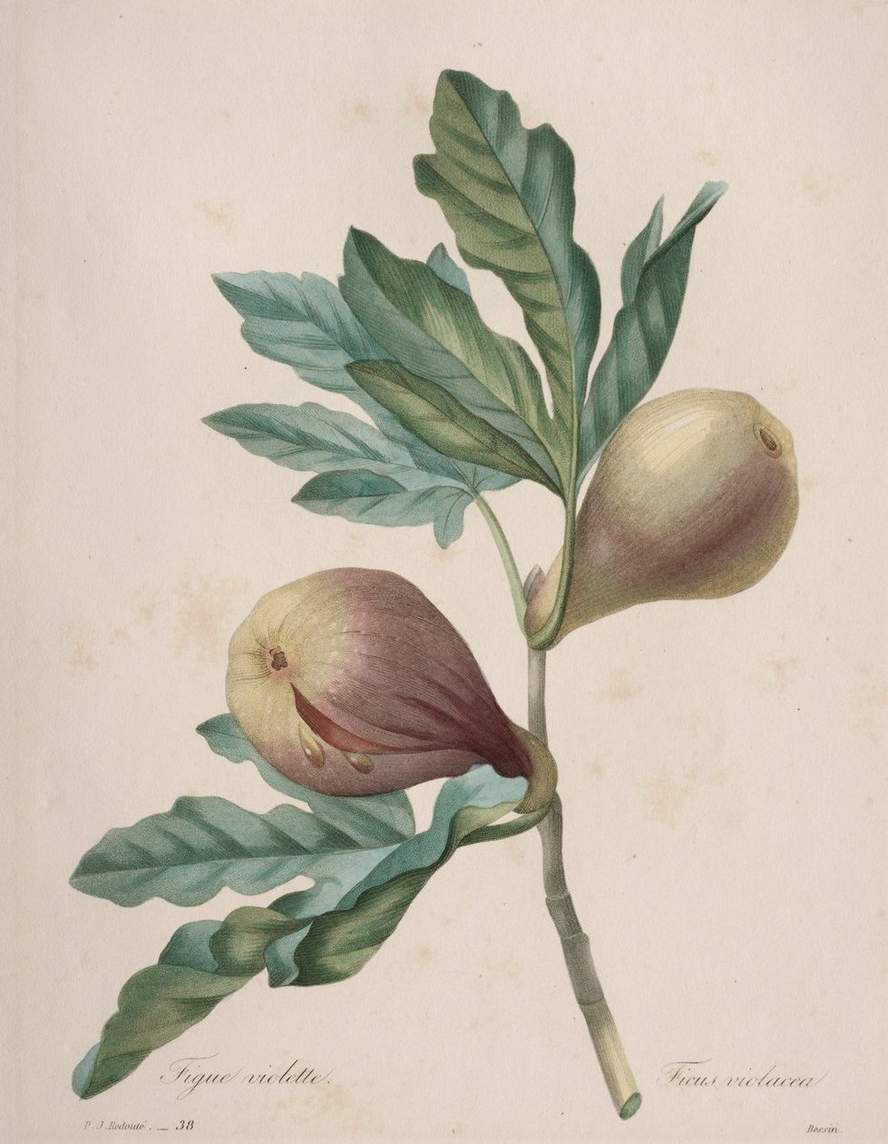 Choix des plus belles fleurs...plus beaux fruits: Figue Violette - Henry Joseph Redouté