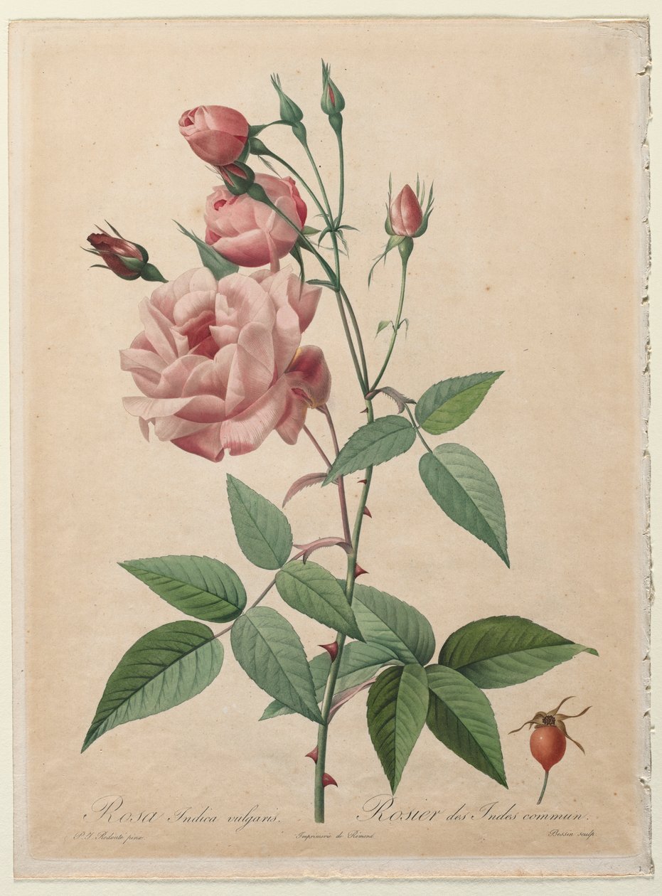 Les Roses : Rose de Chine ou du Bengale - Henry Joseph Redouté