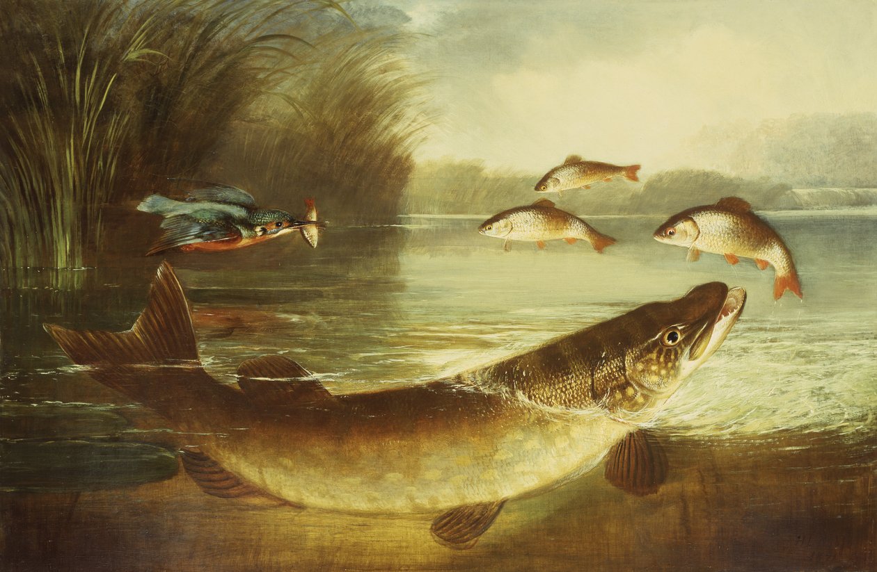 Un martin-pêcheur et un brochet capturant une perche - Henry Leonidas Rolfe