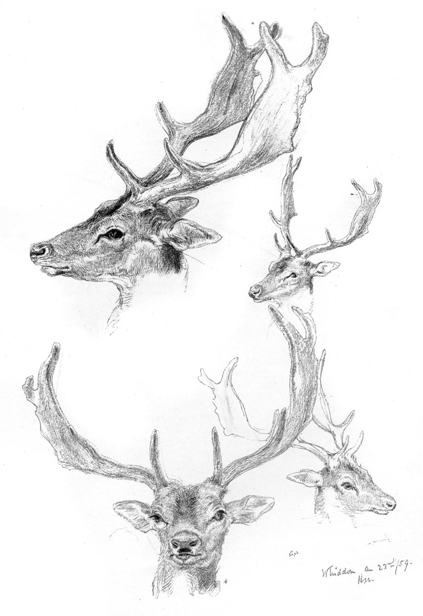 Têtes de cerfs, 1898 - Henry Moore