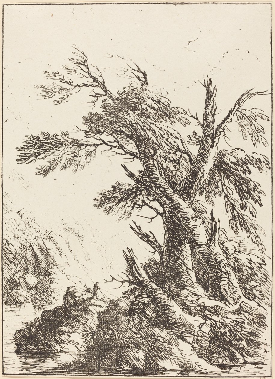Paysage avec de vieux arbres près de l