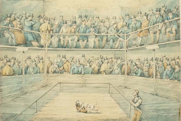 Combat de chiens au Westminster Pitt - Henry Thomas Alken