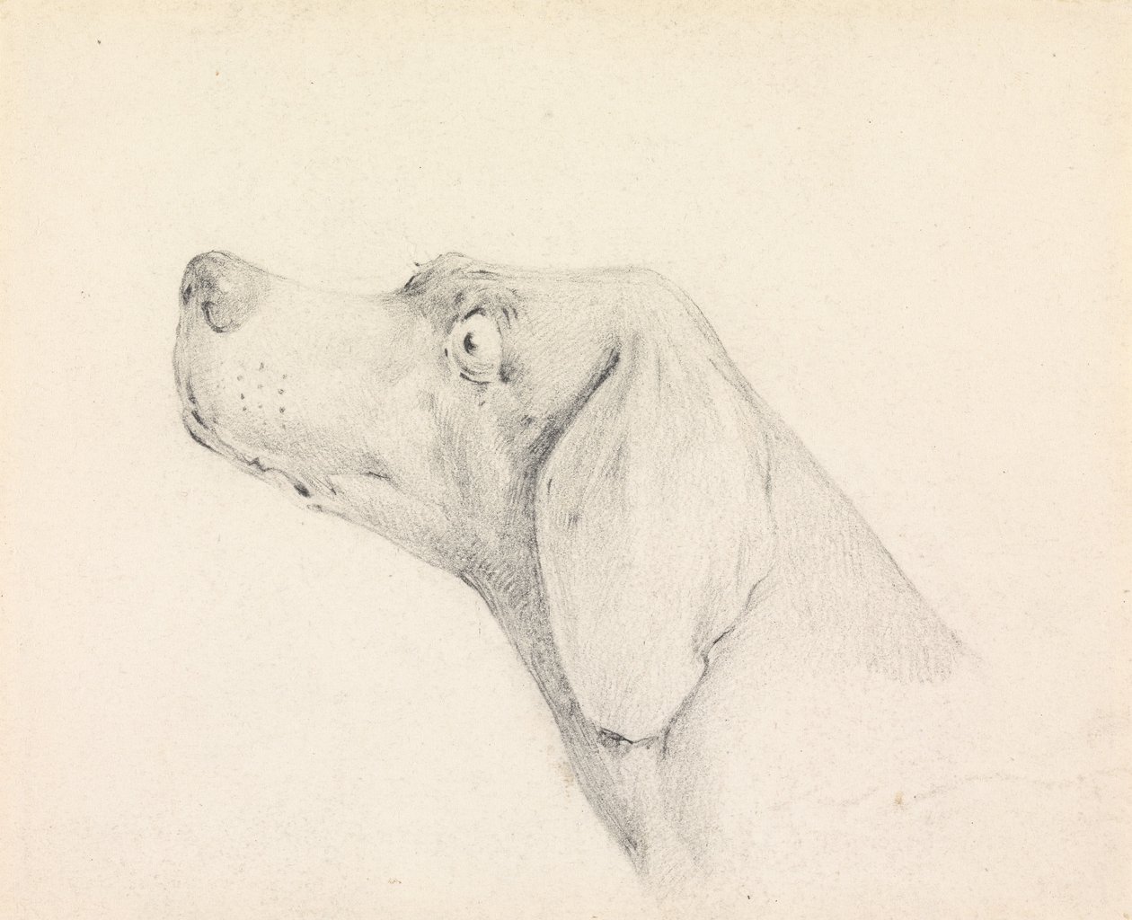 Tête de pointer, de profil à gauche - Henry Thomas Alken
