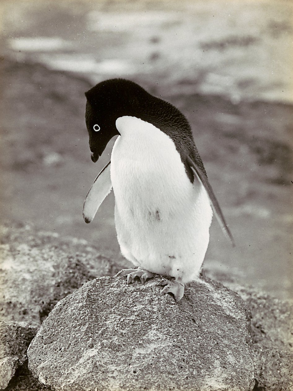 Un pingouin en Antarctique - Herbert Ponting