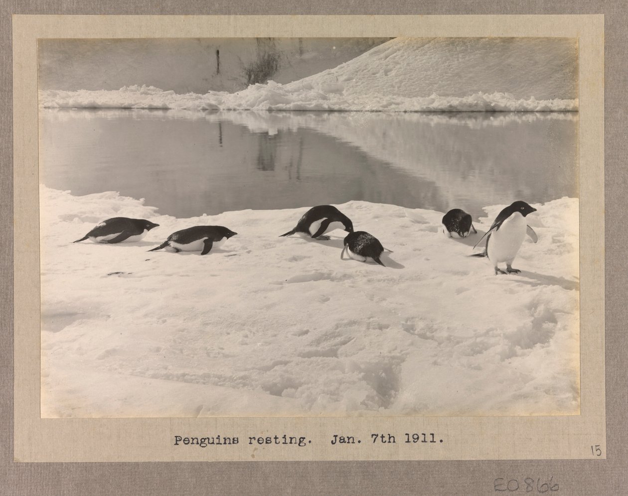 Six manchots Adélie se reposant sur la glace - Herbert Ponting