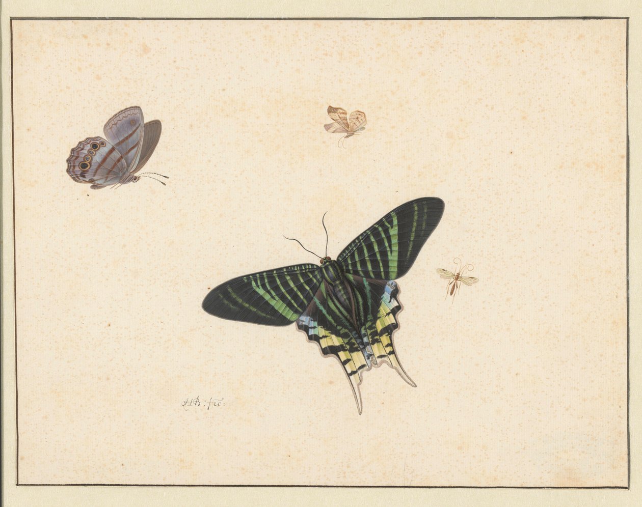 Trois papillons et une guêpe ou une mouche - Herman Henstenburgh