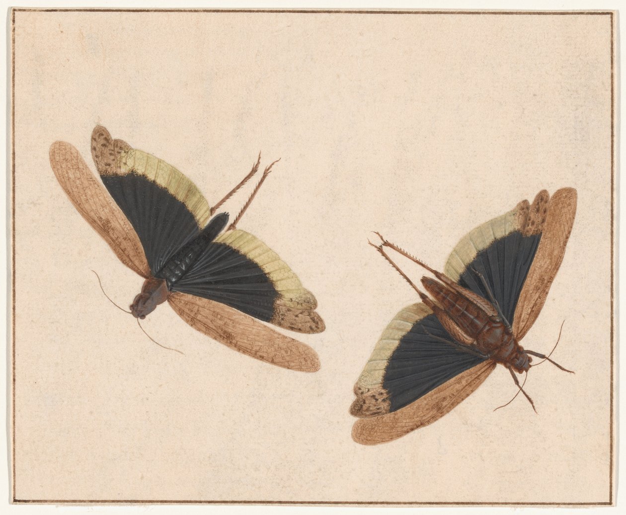 Deux Sauterelles - Herman Henstenburgh