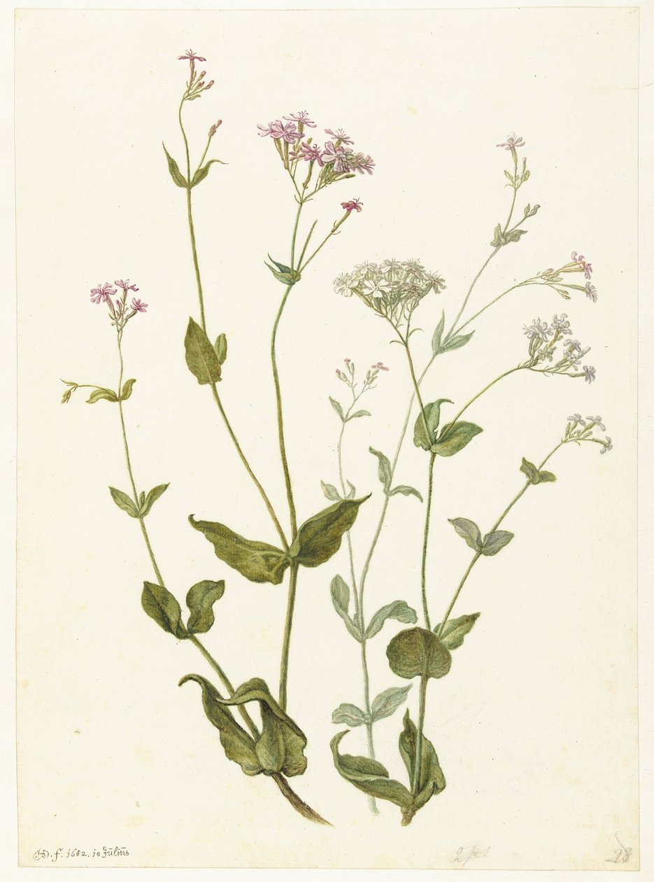Bladder Senna et Sticky Catchfly - Herman Saftleven