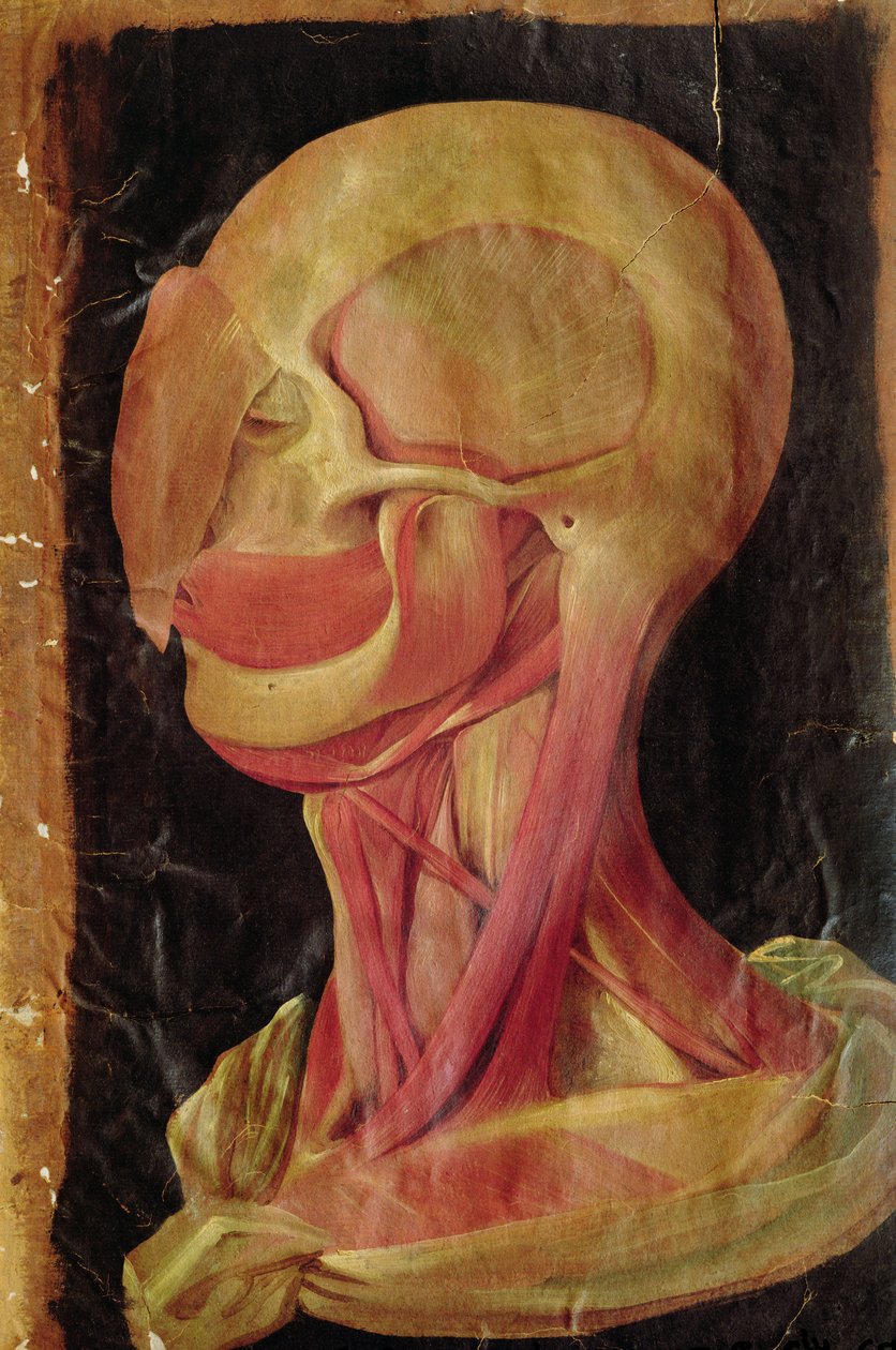 Dessin anatomique de la tête humaine - Hieronymus Fabricius ab Aquapendente