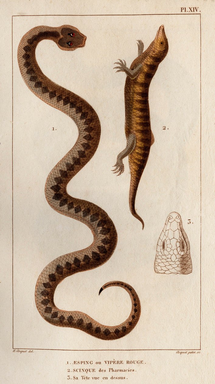 Aesping ou Vipère Rouge, Scinque des pharmacies, sa tête vue de dessus. Faune des Médecins ou histoire des animaux et de leurs produits par Hippolyte Cloquet - Volume 6 - 1825 - Hippolyte Cloquet