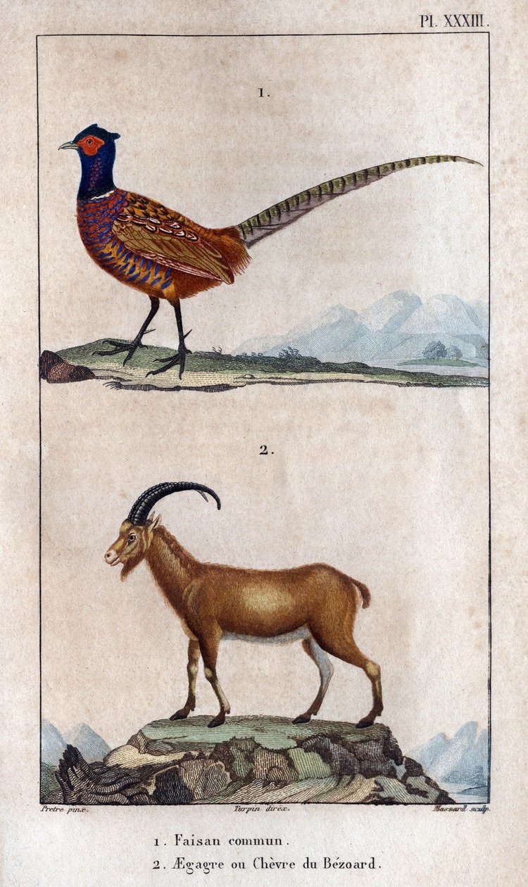 Faisan commun et Chèvre de Bezoard. Planche tirée de Faune des Médecins ou histoire des animaux et de leurs produits par Hippolyte Cloquet - Hippolyte Cloquet