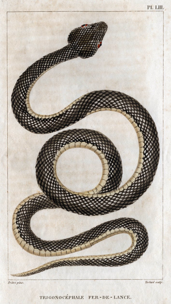 Représentation du Trigonocephale - Fer de lance : reptile. Planche de 