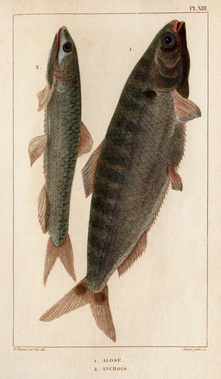 Alose et Anchois. "Faune des Médecins ou histoire des animaux et de leurs produits par Hippolyte Cloquet" - Volume 6 - 1825 - Hippolyte Cloquet