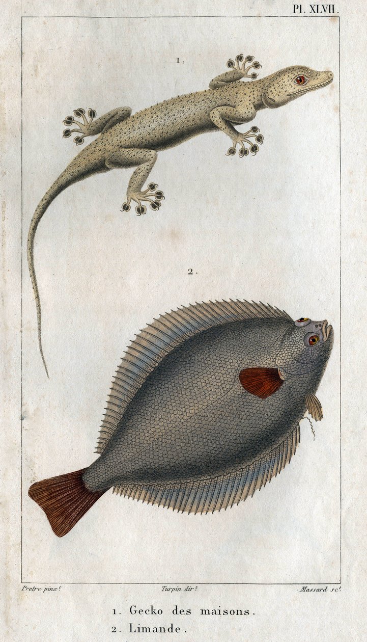 Le Gecko des maisons et Limand. Planche tirée de "Faune de la physique ou histoire des animaux et de leurs produits" par Hippolyte Cloquet - Hippolyte Cloquet