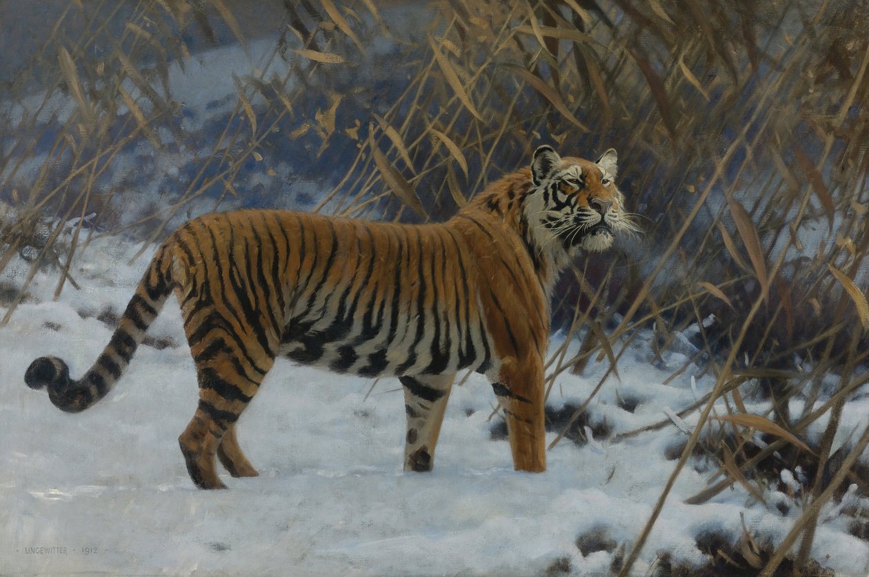 Un tigre dans la neige - Hugo Ungewitter