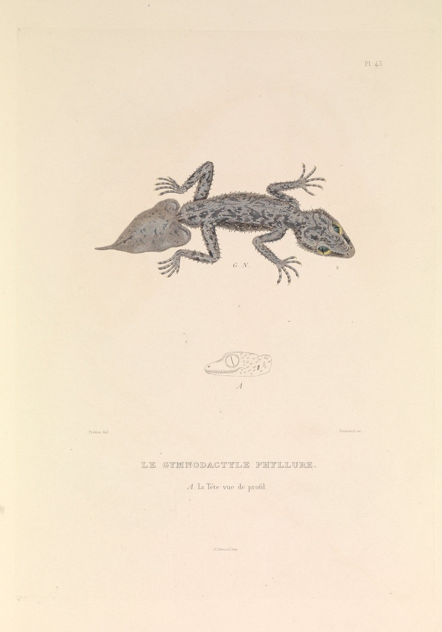 Le Gymnodactyle Phyllure - Hyacinthe Yves Philippe (1781 1846) Potentien