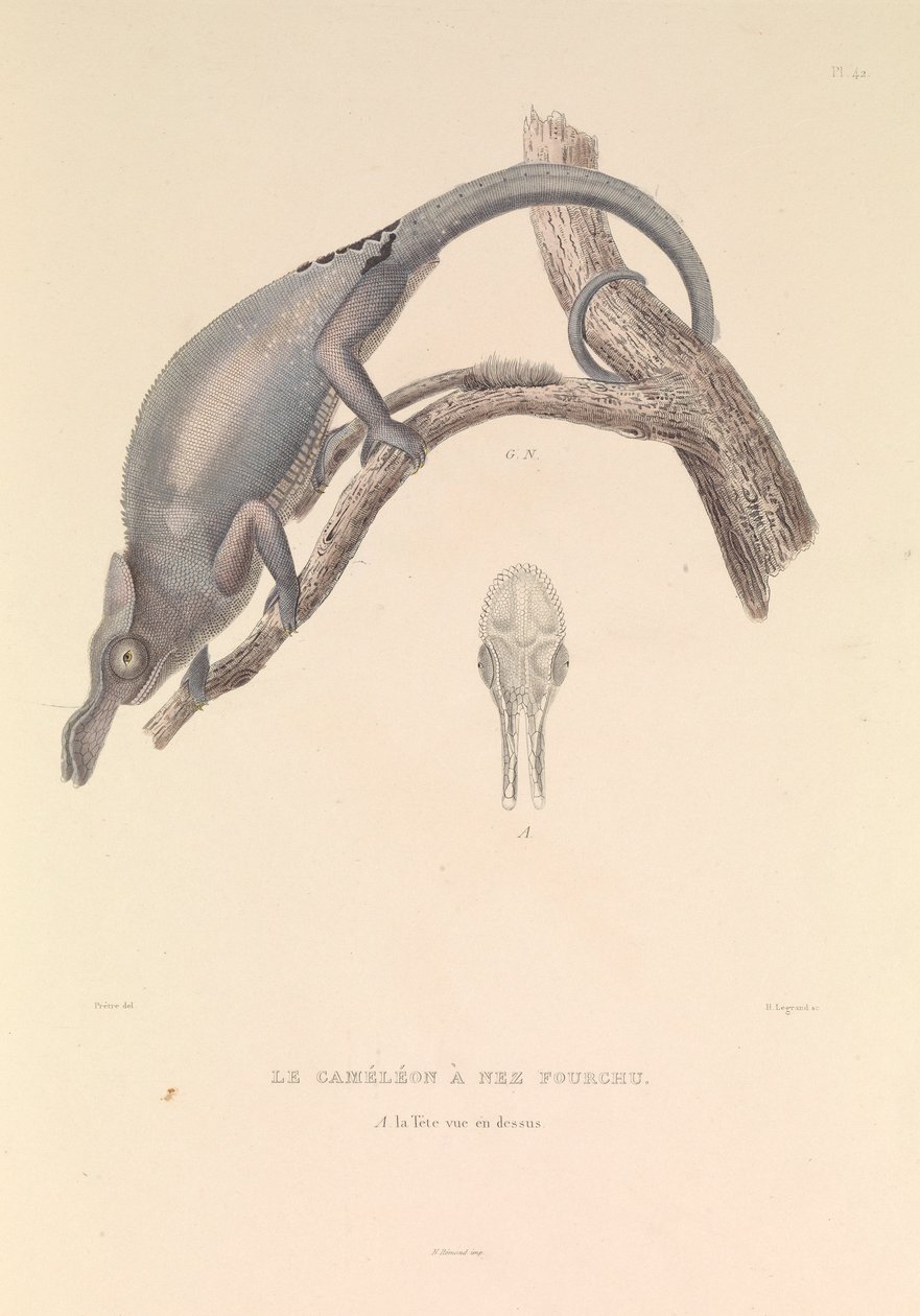 Le caméléon au nez fourchu - Hyacinthe Yves Philippe (1781 1846) Potentien