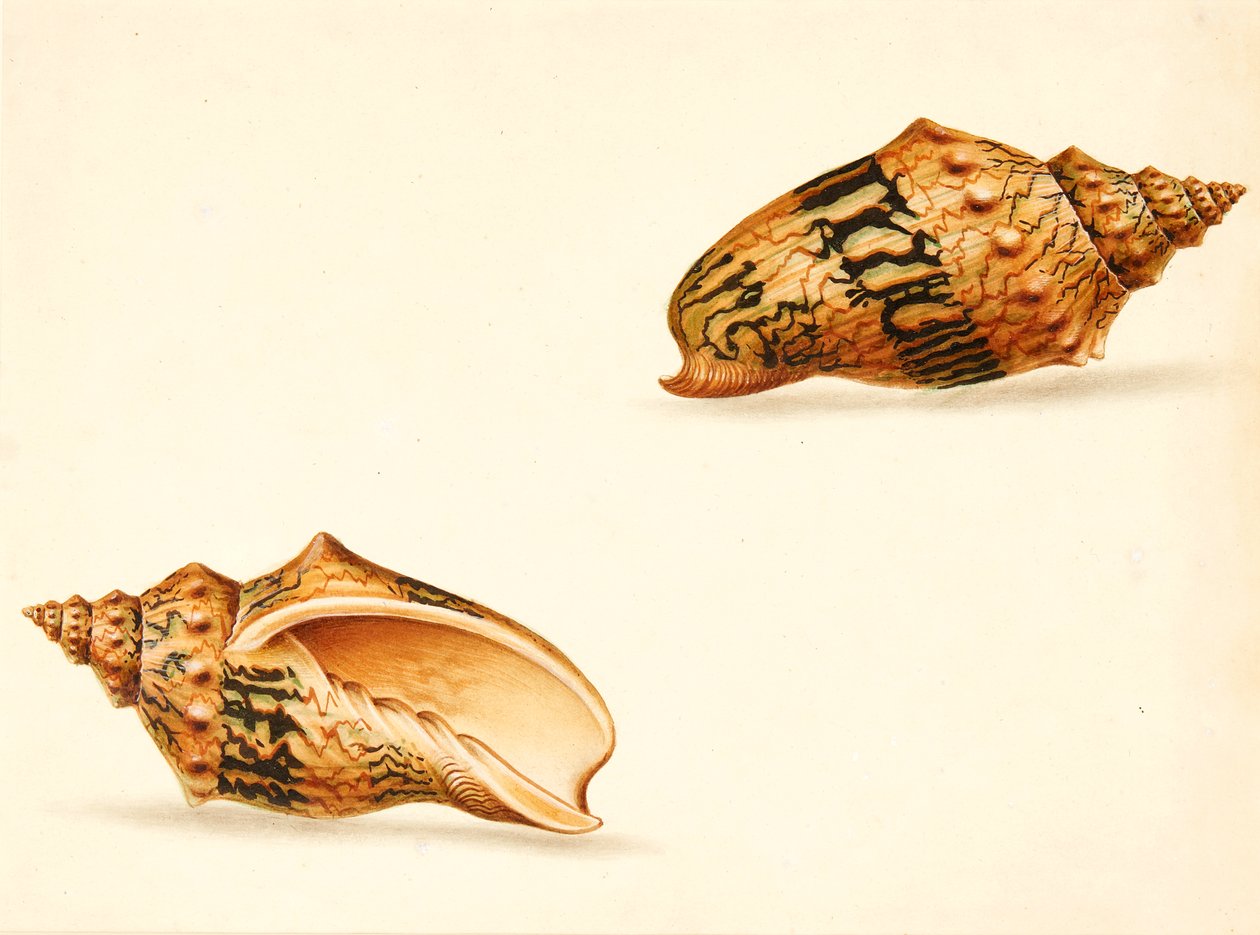 Étude de coquillage - Ignaz Von (manner of) Born