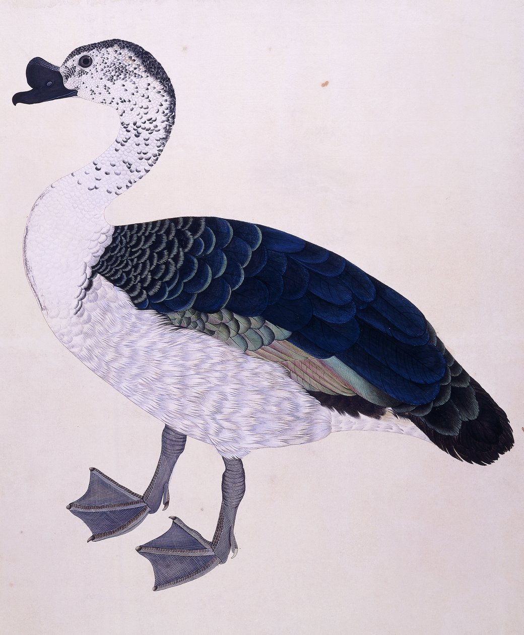 Un canard à bosse, c.1800 - Indian School